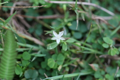 Glinus oppositifolius